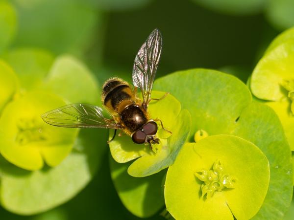 Enkele-bandzweefvlieg (Epistrophe eligans)
